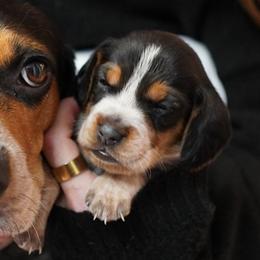 Beagles from DeNard Beagles