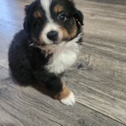 Cash - Black tri Miniature Australian Shepherd puppy in Kansas City, Missouri from Kinsley's Cuties & SouthPaw Creations