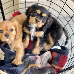 Cavalier King Charles Spaniel Puppies from Farrever Cavaliers