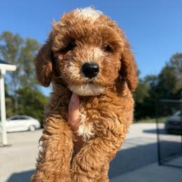 Independence - Red  male Poodle puppy in Greensburg, Kentucky from Doodle Me Crazy