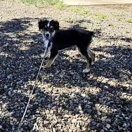 Angela - Black tri female Miniature Australian Shepherd puppy in Snowflake, Arizona from Halfpint Aussies