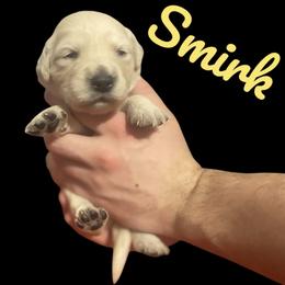 Smirk - Golden female Golden Retriever puppy in Peoria, Arizona from Westwing Retrievers