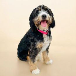 Dotty - Bernedoodle