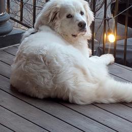 Girl 5 - White female Great Pyrenees puppy in Yakima, Washington from Naches Heights Ranch