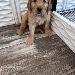 Golden Retriever Puppies from McAbee’s Golden Retrievers