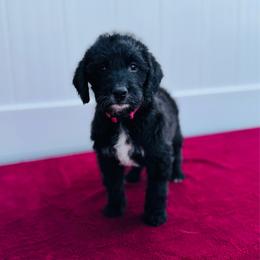 Flower - Black female Labradoodle puppy in Elizabeth City, North Carolina from Howdy Doodles