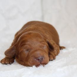 Grey - Red  male Goldendoodle puppy in Somerset, Ohio from Odyssey Pups