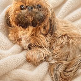 Enzo - Shih Tzu