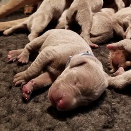 Pointer and Weimaraner Puppies from Silvershot Weimaraners and Pointers