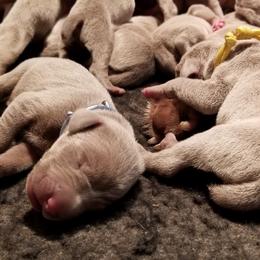 Pointer and Weimaraner Puppies from Silvershot Weimaraners and Pointers