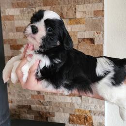 Boy 1 - Black and white male Shih Tzu puppy in Alturas, California from Duarte's Shihtzu Puppies