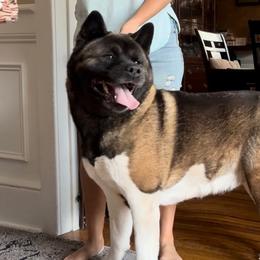 Bella - Black, fawn undercoat female Akita puppy in Coopersburg, Pennsylvania from Main Street Akitas