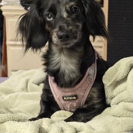 Millie - Dachshund