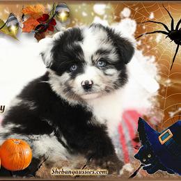 Girl 2 - female Toy Australian Shepherd puppy in Ellsinore, Missouri from Shebang Aussies