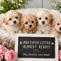 Maltipoo puppies from Joy-Fur Puppies