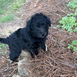 Tater - Black male Schnoodle puppy in Polkton, North Carolina from Gaga's Doodles