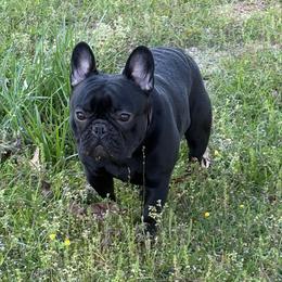 Joshua - French Bulldog