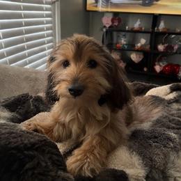 Lila - Sable female Dachshund puppy in Maidsville, West Virginia from L&B Lowriders