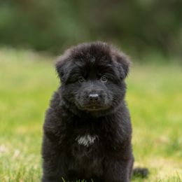 German Shepherd Puppies from Crescent Lake Shepherds