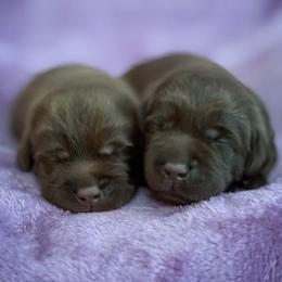 Labrador Retriever Puppies from Lady Oak Labradors