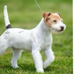 Noddle - Tri-colored female Parson Russell Terrier puppy in Peabody, Kansas from SouthFork Ranch