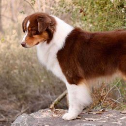 Rusty - Australian Shepherd