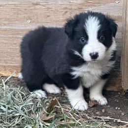 Han - Black and white male Border Collie puppy in Mckinney, Texas from Border Collies of Ruidoso