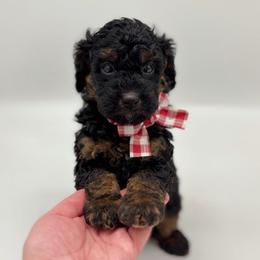 Prince Charming - Tri-color male Bernedoodle puppy in Munster, Indiana from Miranda’s Sunshine Poodles and Doodles