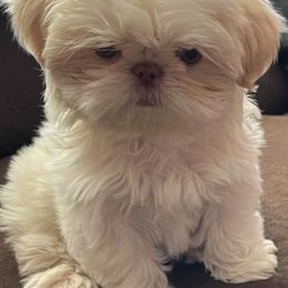 Shih Tzu Puppies from Wachowicz Shihtzu