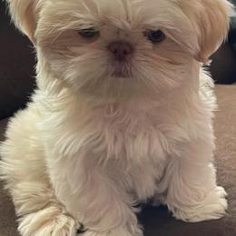 Shih Tzu Puppies from Wachowicz Shihtzu