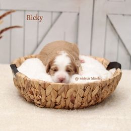 Boy 2 - male Australian Labradoodle puppy in Hurricane, Utah from Red Desert Doodles