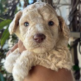 Max - Cream male Goldendoodle puppy in Los Angeles, California from LA’s Favorite Puppies