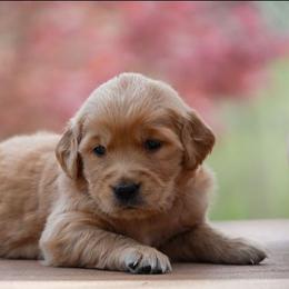 Daisy - Golden female Golden Retriever puppy in Saint Joe, Indiana from Golden Acres Farm