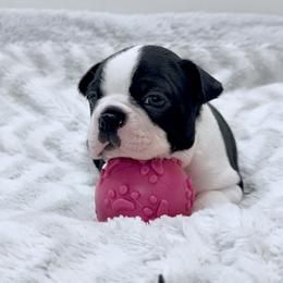 Girl 1 - female Boston Terrier puppy in Edgewater, Florida from Bluewater Bostons