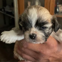 Maisie Malone - Brindle female Lhasa Apso puppy in Fort Worth, Texas from Sheri's Lhasa Apso Puppies
