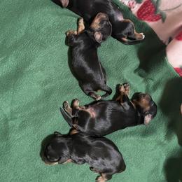 Boy 3 - Black and tan male Cavalier King Charles Spaniel puppy in Phoenix, Arizona from Larisa's Cavaliers