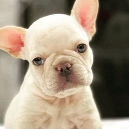 French Bulldogs from LA FRENCHIE MAFIA KENNELS