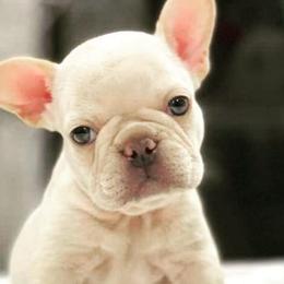 French Bulldogs from LA FRENCHIE MAFIA KENNELS