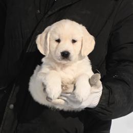 Bernese Mountain Dog, Golden Mountain Dog, and Golden Retriever Puppies from Grateful Bernese & Gage's Goldens