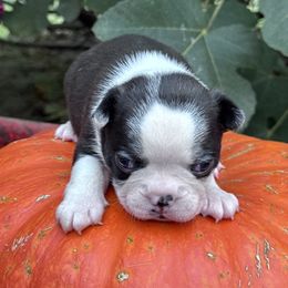Freddy - Seal brindle and white male Boston Terrier puppy in Lexington, South Carolina from Velveteen Bostons
