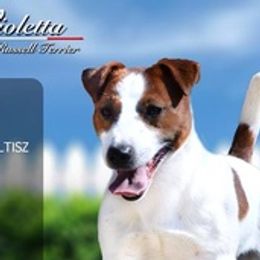 Jack Russell Terriers from Happy Jack Farm