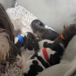 Katie - Shih Tzu