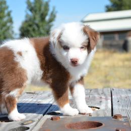 RMM-3 - Red merle male Miniature American Shepherd puppy in Baker City, Oregon from Back Country Aussies