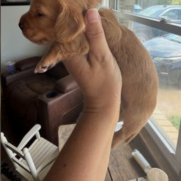 Dachshund Puppies from Willow Weiner Ranch