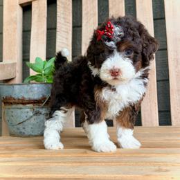 Roxy - Tri-color female Bernedoodle puppy in Runaway Bay, Texas from Green Ranch Doodles