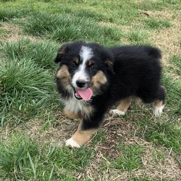 Black Tri Female - Black Miniature Australian Shepherd puppy in Wayne, Oklahoma from Zink Ranch Mini Aussies
