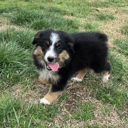 Black Tri Female - Black Miniature Australian Shepherd puppy in Wayne, Oklahoma from Zink Ranch Mini Aussies