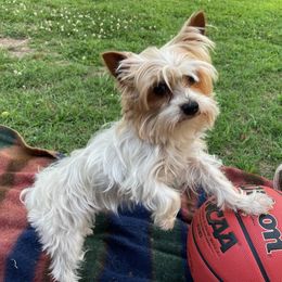 Roscoe - Yorkshire Terrier