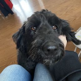 Lucy - Goldendoodle