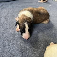 Mackenzie - Red male Borzoi puppy in Clinton, Tennessee from Ivanhoe Borzoi